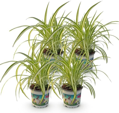 Chlorophytum comosum Variegatum 4 Pflanzen Ø12 cm 25-30 cm