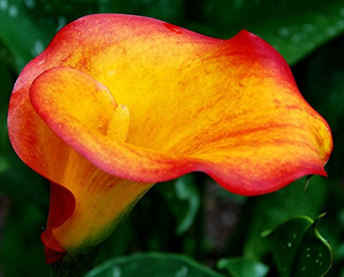 Flame Calla Lily, Orange & Yellow Flowers, Blooming Sized Bulb, Easy to grow
