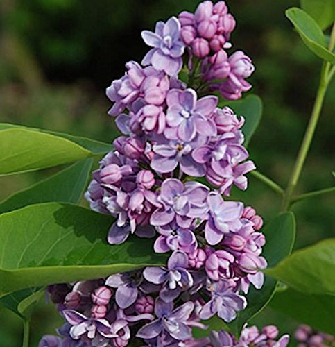 Hochstamm Edelflieder Paul Thirion 100-125cm - Syringa vulgaris