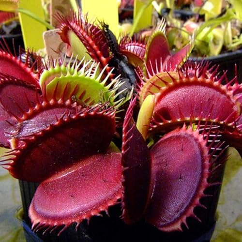 3 Starter Venus Dragon Fly Trap Live Plant in Pot, Live Venus Fly Traps for Terrarium Outdoor Indoor Gardening