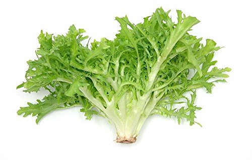 1 Ounce Batavian Endive Seeds. Full Heart. Broadleaf. Premium USA Heirloom.