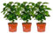 Pack de 3 Plantas del Café Coffea Arabica Altura 30cm Cafeto Plantas de Interior Naturales