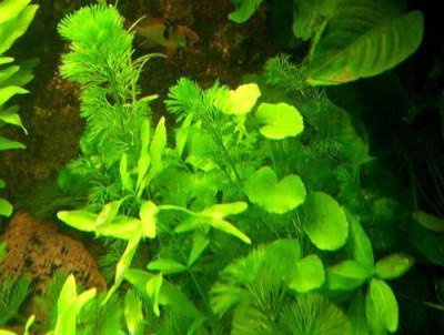 Set di piante acquatiche sudamericane da 150-200 l, acquario, piante acquari per acquari da discoteca