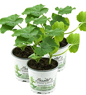 3er Hokkaidokürbis Pflanze, frische Hokkaido Kürbis Pflanze aus eigener Gärtnerei!