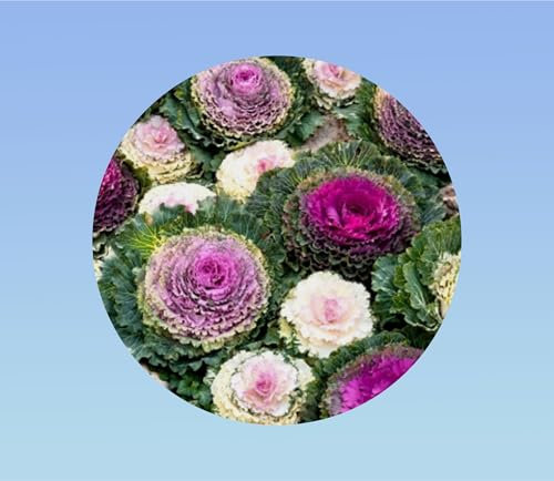 20 graines chou ornement variée - Brassica oleracea - Chou décoratif coloris variés -comestible
