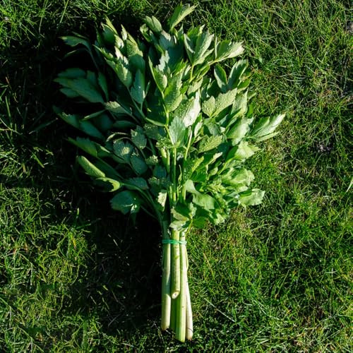 semi di levistico, prodotti sostenibili da balcone selvatiche esotico resistenti per giardini rocciosi aromatiche da giardino giardino aromatiche 150pcs