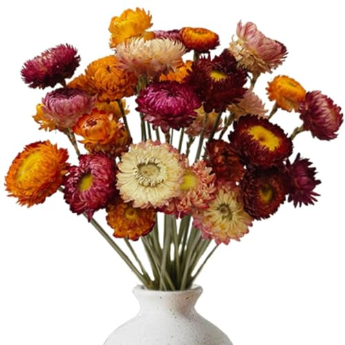 Sikweny 20 Pezzi Fiori Secchi Decorativi, Colori Misti Margherita, Fiori Secchi Naturali & Decorazioni Casa – Decorazioni Boho per la Casa per Matrimoni Feste Progetti Artigianali