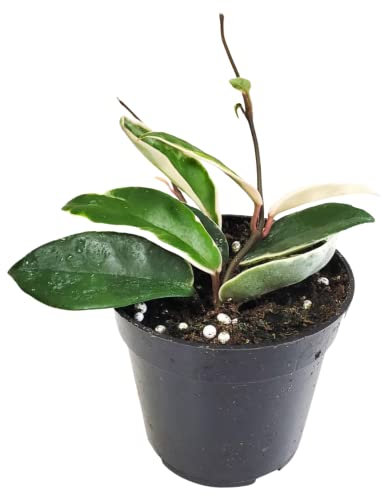 Hoya Carnosa krimson Queen in 9cm Pot
