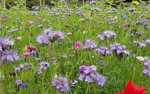 1 kg de semillas de flores mixtas de polen y néctar 10 especies semillas de flores de prado pasto, abejas mariposas, mariposas y abejas que atraen néctar