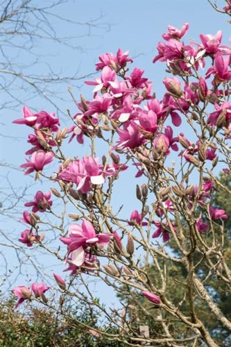 Magnolie 'Festirose' 80-100 cm Topf Magnolia denudata winterhart duftend