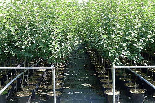 Cox Orange Renette Apfel Apfelbaum Obstbaum kleinbleibend Niedrigstamm süß