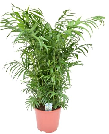 Plant in a Box - Chamaedorea elegans - Bergpalme - Bergpalme - Schmuckpalme - Zimmerpflanze - Topf 20cm - Höhe 80-90cm