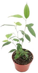 Ficus Benjamina Weeping Fig - 4'' from California Tropicals