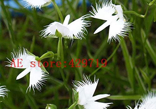 200 semi di fiori di orchidea ad angolo raro Radiata giapponese per giardino e amp; Pianta domestica Pianta ornamentale di orchidee di colomba bianca