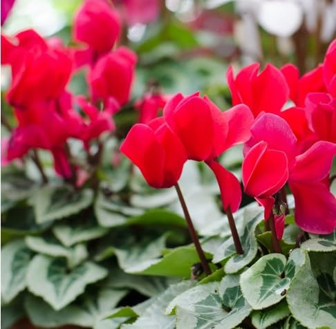 100 graines de fleurs de cyclamen