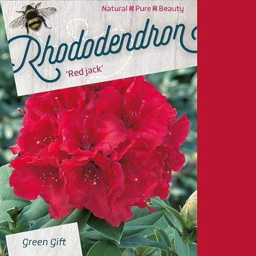 Rhododendron 'Red Jack' 40-50 cm pot | Arbuste persistant, floraison rouge intense, parfait massif & terrasse