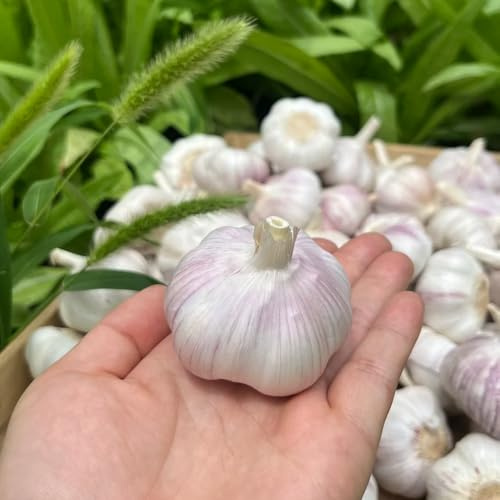 Bulbi d'aglio, piantine da Aglio resistente, verdi acquistare di invernali regali sostenibili giardino sul balcone regali 3pcs