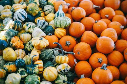 “Mini Magical Mix” Small Decorative Pumpkin and Gourd Mix Seeds – 10+ Small Decorative Pumpkin and Gourd Varieties in Each Packet – Harvest in 80 Days | USA Grown Heirloom Seeds by Liliana's Garden |