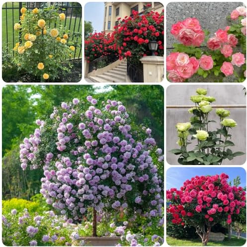 Semillas de rosal, decoración de sala de estar Rosa chinensis, de exterior resistentes Rosales trepadores resistentes y fragantes semillas de arbustos 350pcs