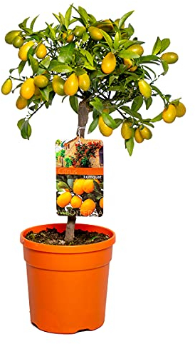 Bloomique - Citrus Kumquat - Zwergorange - Orangenbaum - Zitrusbaum - Obstbaum - Gartenpflanzen - 50-70 cm Hoch - Topf 19 cm
