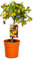 Citrus Margarita 'Kumquat' - Orangenbaum - Obstbaum - Immergrün - ⌀19 cm - 50-60 cm