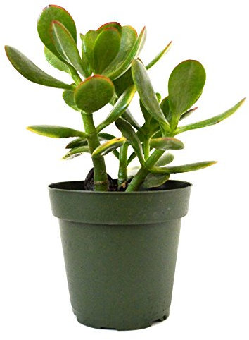 9GreenBox - Planta de Jade, Crassula ovata - Olla de 4 pulgadas