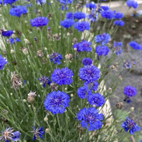semi di fiordaliso - balcone giardino selvatici resistente esterno biologici vecchie varietà aiuole 1500pcs