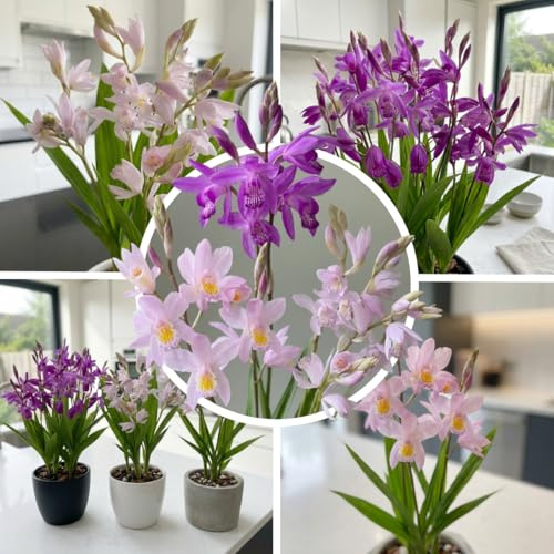 FLORIUM Bletilla Mix Kollektion (5 Pflanzen), Mischung aus 5 Sorten, 1 in jeder Farbe, winterhart und mehrjährig, Stauden aus Holland (keine Samen, keine Zwiebeln und nicht künstlich)