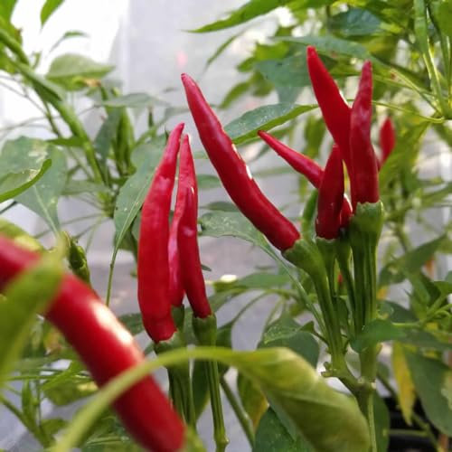 Thai Dragon Chili Pepper Seeds - Spicy Chili Plant Open Pollinated Guaranteed Seed Variety