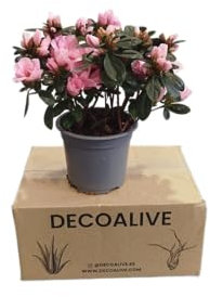 DECOALIVE Azalea con Flor Natural Rosa – Perfecta para Jardines y Terrazas