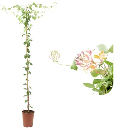 Verdecora Madreselva en maceta de Ø15cm | Lonicera japonica | Trepadora Natural de Rápido Crecimiento | Ideal para Jardines, Muros y Cercas
