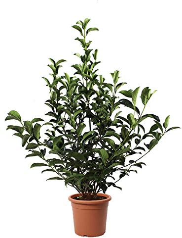 KENTIS - Viburnum Lucidum - Plante de Viorne - Plantes de Haies - Vraies Plantes d'Extérieur Résistantes Sempervirens - H 80-100 cm Pot de Culture Ø 24 cm