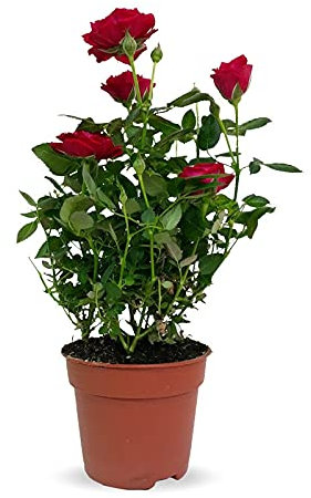 Planta Rosal Mini natural maceta Ø11cm (altura total aproximada 30cm)