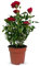 Planta Rosal Mini natural maceta Ø11cm (altura total aproximada 30cm)