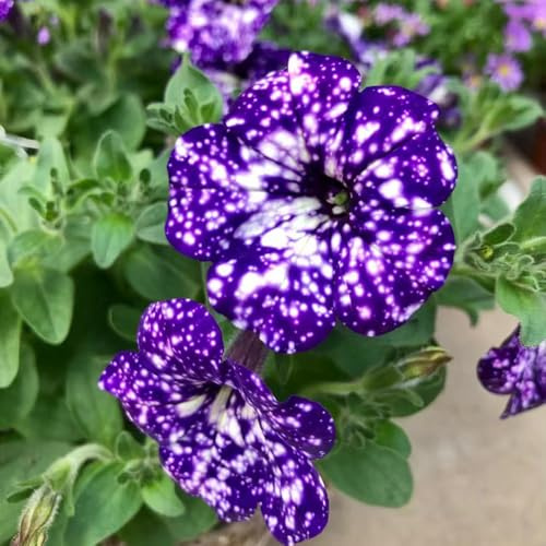 semi di petunia, petunie pendenti balconeto in vaso petunie d'appartamento rare da balcone recisi di semi da giardino resistenti in 260semi