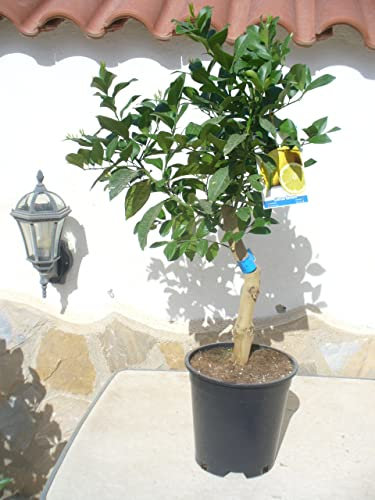 Citronnier tronc haut court env. 95-100 cm (total)