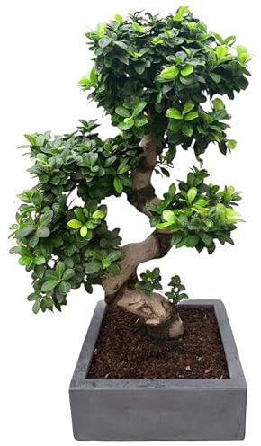 I GIARDINI DI GIULIA - Bonsai Ficus S-Shape con Vaso Minos Altezza 110 cm. con vaso 40x40 cm. Pianta Vera, Esemplare di Bonsai di Fiucus (Vaso Antracite)