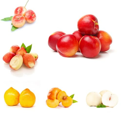 Nektarinenbaum, obstgarten säulenobstbäume geschenke für gärtner zwergobstbäume winterhart balkonpflanzen seltene balkongewächshäuser 12Samen