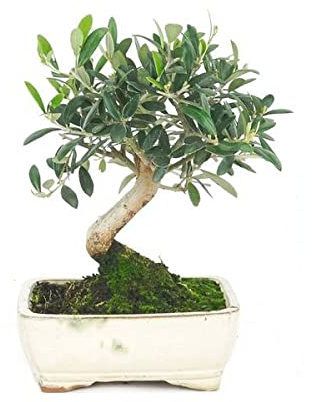 DECOALIVE Bonsái Olea Europaea Planta Natural Bonsái de Olivo