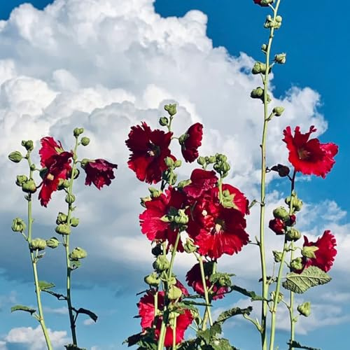 Semi di malvarosa, decorazioni, rare Alcea rosea, malvarosa, varietà antiche resistenti per il giardino di campo perenni 300pcs