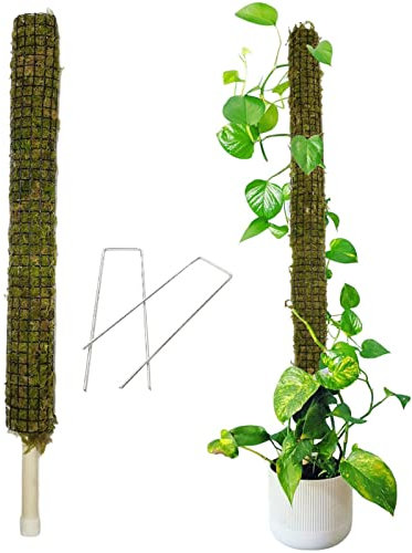 Fly Musgo para Plantas Monstera,Estacas Plantas Flexibles Sphagnum - Palos Coco para trepar Plantas en macetas Interior, Tren, Enredadera, Plantas Interior Crecen