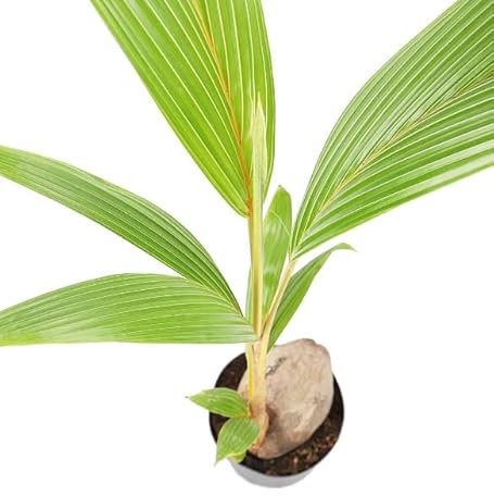 Planta de Cocotero (Cocos Nucifera) Palmera Natural de Interior y Exterior Planta Viva