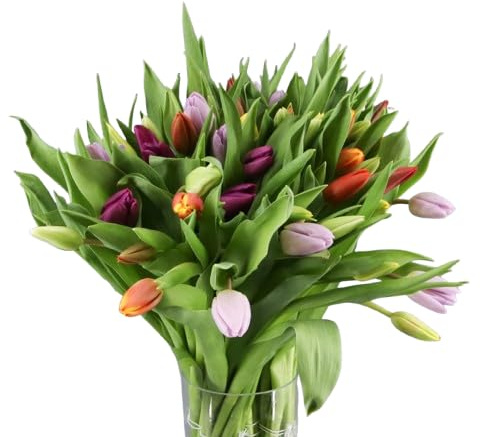 Ramo de Bulbos de Tulipán DECOALIVE Bouquet de 50 Flores Coloridas Frescas y Naturales