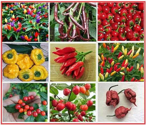 Chili Set 9 scharfe Sorten - Chilisamen - Ohne Gentechnik und 100% samenfest - in Deutschland angebaut - handverlesenes Saatgut