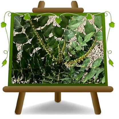 Euro Plants Vivai Mahonia Winter Sun pianta sempreverde profumata simile all'agrifoglio su vaso 22 cm Altezza: 55~65 cm