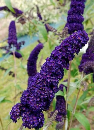 Buddleja davidii Black Knight | Plug Plant | Butterfly Bush