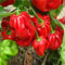 Semillas de Chile Habanero Caribeños Rojo - Aji Semillas de Chili Muy Picante Carribean Red