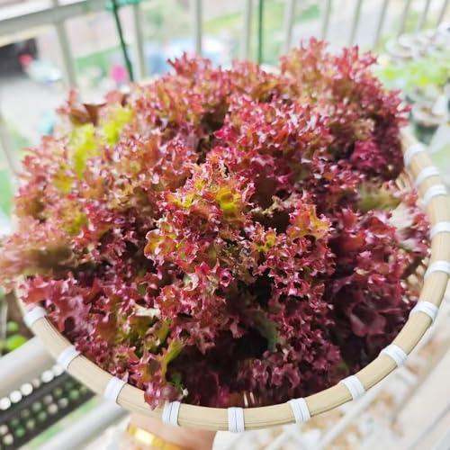 semillas de lechuga - de invierno resistentes al invierno para semillas ajedrea lechuga 55pcs