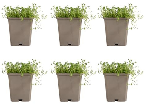 Bloomique - Set di 6 - Thymus Albiflorus - Timo strisciante - Resistente - Perenne - Tappezzante - Sempreverde - Altezza 10-20 cm - Vaso 9 cm