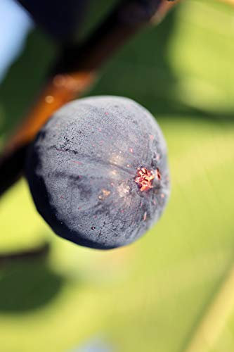 Figuier Noir de Bellone C 5 Litres